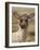 Agnus-Peter Harrap-Framed Giclee Print