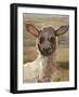 Agnus-Peter Harrap-Framed Giclee Print