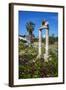 Agora, Kos City, Kos, Dodecanese, Greek Islands, Greece, Europe-null-Framed Photographic Print