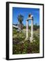 Agora, Kos City, Kos, Dodecanese, Greek Islands, Greece, Europe-null-Framed Photographic Print