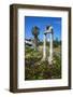 Agora, Kos City, Kos, Dodecanese, Greek Islands, Greece, Europe-null-Framed Photographic Print