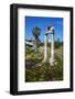 Agora, Kos City, Kos, Dodecanese, Greek Islands, Greece, Europe-null-Framed Photographic Print