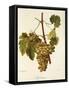 Agostenga Grape-A. Kreyder-Framed Stretched Canvas