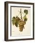 Agostenga Grape-A. Kreyder-Framed Giclee Print