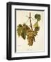 Agostenga Grape-A. Kreyder-Framed Giclee Print