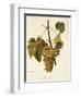 Agostenga Grape-A. Kreyder-Framed Giclee Print