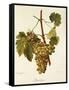 Agostenga Grape-A. Kreyder-Framed Stretched Canvas