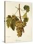 Agostenga Grape-A. Kreyder-Stretched Canvas