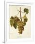 Agostenga Grape-A. Kreyder-Framed Giclee Print