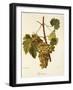 Agostenga Grape-A. Kreyder-Framed Giclee Print