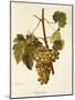 Agostenga Grape-A. Kreyder-Mounted Giclee Print