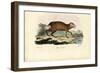 Agouti, 1863-79-Raimundo Petraroja-Framed Giclee Print