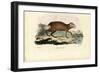 Agouti, 1863-79-Raimundo Petraroja-Framed Giclee Print