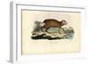 Agouti, 1863-79-Raimundo Petraroja-Framed Giclee Print