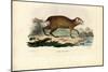 Agouti, 1863-79-Raimundo Petraroja-Mounted Giclee Print