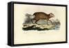 Agouti, 1863-79-Raimundo Petraroja-Framed Stretched Canvas