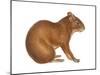 Agouti (Dasyprocta Aguti), Mammals-Encyclopaedia Britannica-Mounted Poster