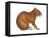 Agouti (Dasyprocta Aguti), Mammals-Encyclopaedia Britannica-Framed Stretched Canvas