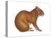 Agouti (Dasyprocta Aguti), Mammals-Encyclopaedia Britannica-Stretched Canvas