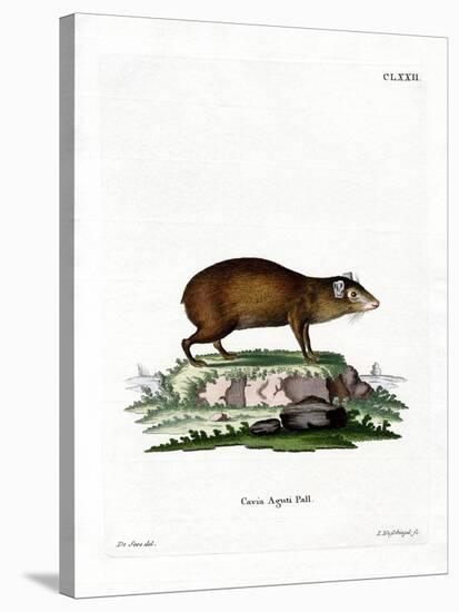 Agouti-null-Stretched Canvas