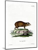 Agouti-null-Mounted Giclee Print