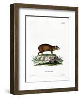 Agouti-null-Framed Giclee Print