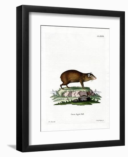 Agouti-null-Framed Giclee Print