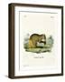 Agouti-null-Framed Giclee Print