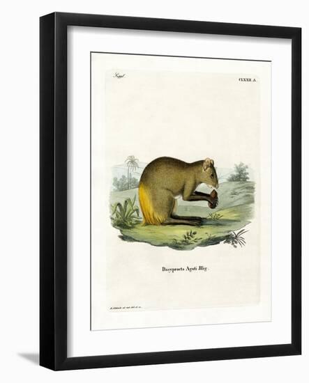 Agouti-null-Framed Giclee Print