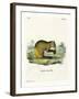 Agouti-null-Framed Giclee Print