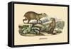 Agouti-E.f. Noel-Framed Stretched Canvas