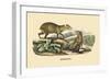 Agouti-E.f. Noel-Framed Art Print