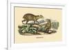 Agouti-E.f. Noel-Framed Art Print