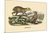 Agouti-E.f. Noel-Mounted Art Print