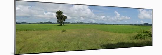 Agricultural field near Mrauk U, Rakhine State, Myanmar-null-Mounted Photographic Print