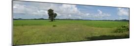 Agricultural field near Mrauk U, Rakhine State, Myanmar-null-Mounted Photographic Print