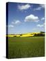 Agricultural Landscape at Saargau Near Kirf, Rhineland-Palatinate, Germany, Europe-Hans Peter Merten-Stretched Canvas