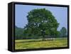 Agricultural Landscape of Cows Beneath an Oak Tree in a Field of Buttercups in England, UK-null-Framed Stretched Canvas