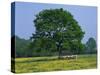 Agricultural Landscape of Cows Beneath an Oak Tree in a Field of Buttercups in England, UK-null-Stretched Canvas