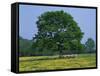 Agricultural Landscape of Cows Beneath an Oak Tree in a Field of Buttercups in England, UK-null-Framed Stretched Canvas