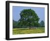 Agricultural Landscape of Cows Beneath an Oak Tree in a Field of Buttercups in England, UK-null-Framed Photographic Print