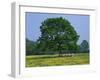 Agricultural Landscape of Cows Beneath an Oak Tree in a Field of Buttercups in England, UK-null-Framed Photographic Print