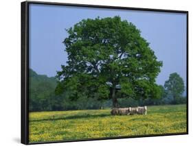 Agricultural Landscape of Cows Beneath an Oak Tree in a Field of Buttercups in England, UK-null-Framed Photographic Print