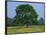 Agricultural Landscape of Cows Beneath an Oak Tree in a Field of Buttercups in England, UK-null-Framed Photographic Print