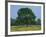 Agricultural Landscape of Cows Beneath an Oak Tree in a Field of Buttercups in England, UK-null-Framed Photographic Print