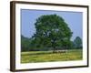 Agricultural Landscape of Cows Beneath an Oak Tree in a Field of Buttercups in England, UK-null-Framed Photographic Print