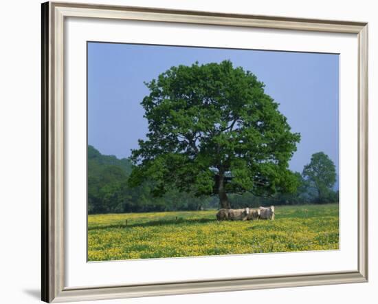 Agricultural Landscape of Cows Beneath an Oak Tree in a Field of Buttercups in England, UK-null-Framed Photographic Print