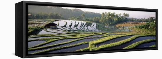 Agricultural Landscape of Rice Fields and Terraces, Indonesia, Southeast Asia-Bruno Morandi-Framed Stretched Canvas