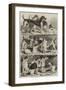 Agricultural Meeting, Lincoln, Prize Foxhounds-Samuel John Carter-Framed Giclee Print