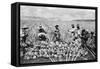 Agricultural Workers Harvesting Pineapples on a Plantation in Hawaii, Ca. 1920-null-Framed Stretched Canvas